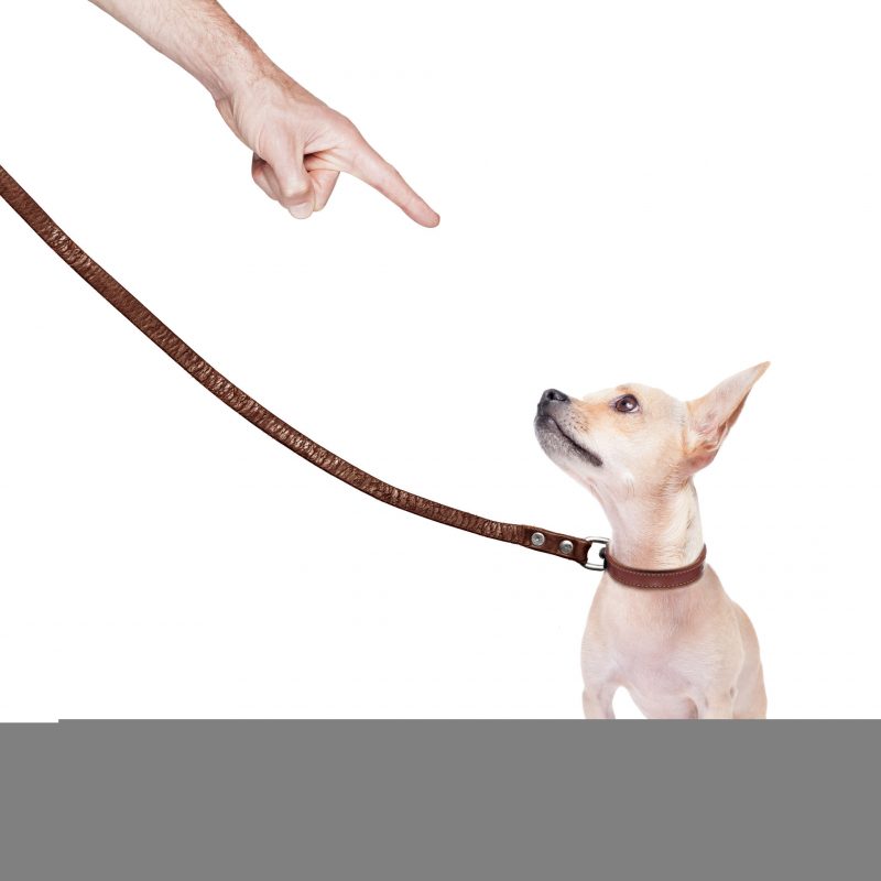 3 Benefits of Improving Your Dog’s Agility