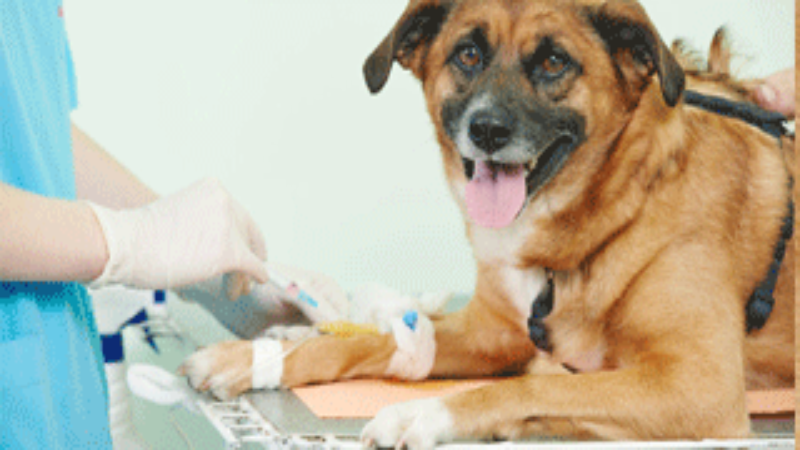 Get the Best Care Possible from your Veterinarian in Richmond, TX