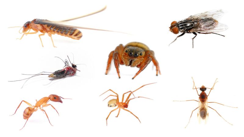 Getting The Jump On Pests With Early Pest Control In Harford County