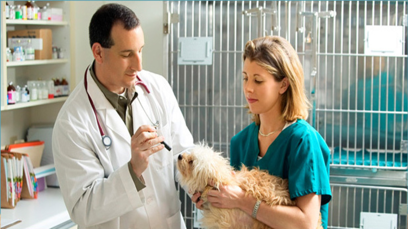 Going for a Veterinary Service in Joppa, MD