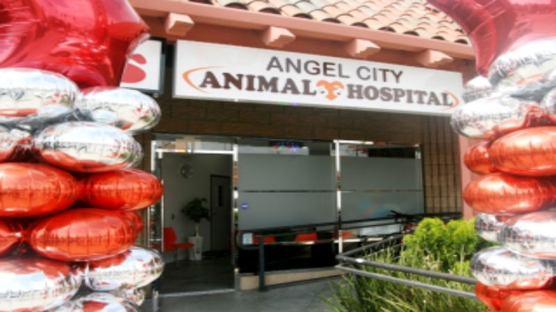 Where to Find a Premier Veterinary Hospital for Your Pet