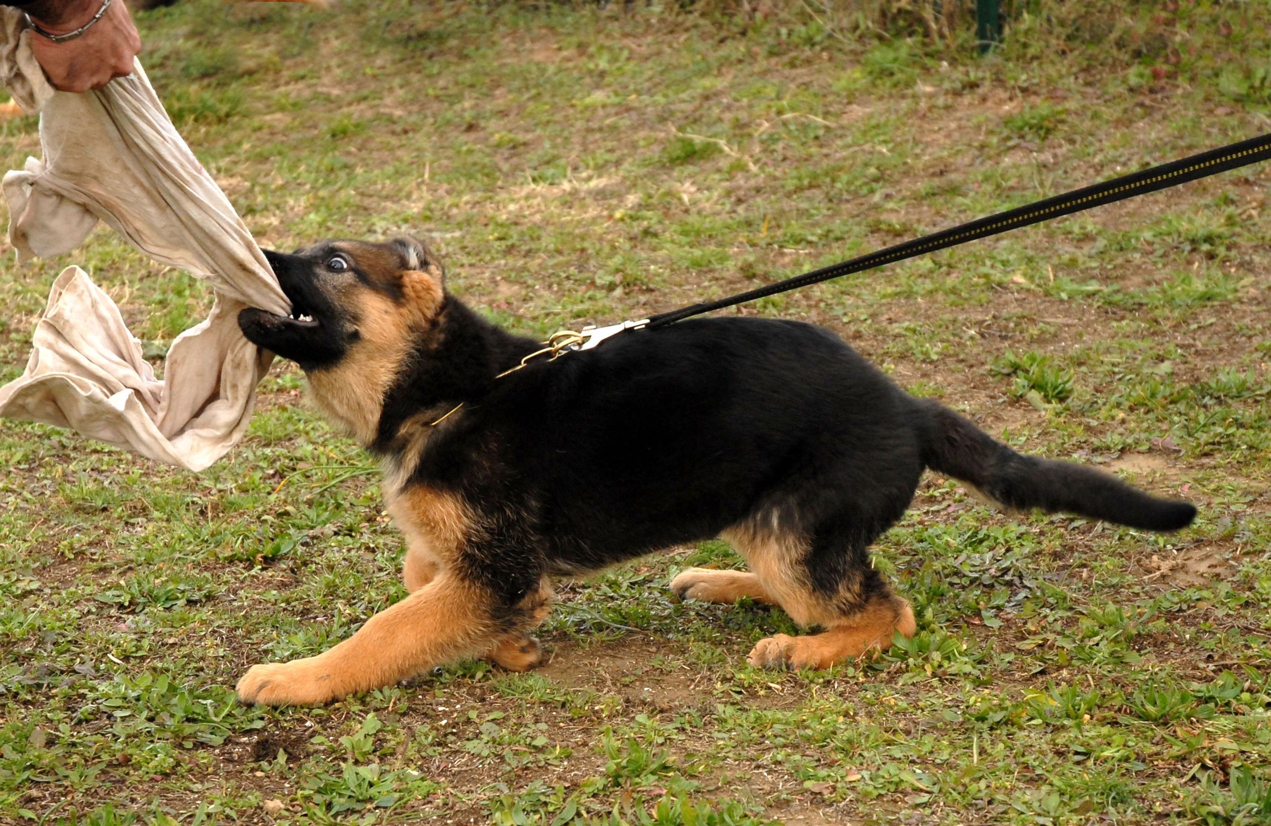 Discover the Several Benefits of Agility Training Services for Your Dog