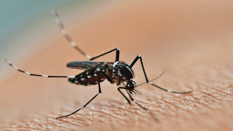 The Importance of Implementing an Effective Mosquito Control Program in Arlington, VA