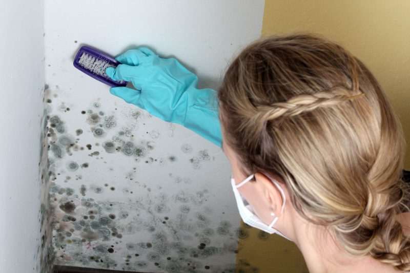 Get Help With Mold Removal Service In Alexandria, VA