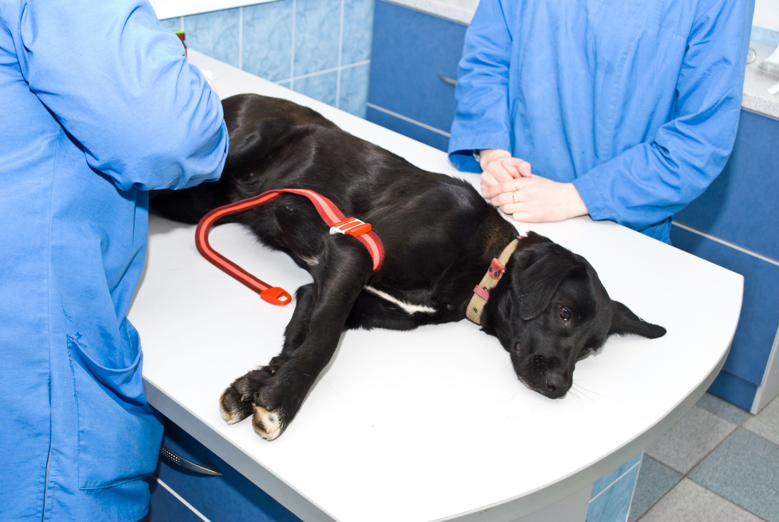 Furry Friends: Animal Hospitals in Sugar Land