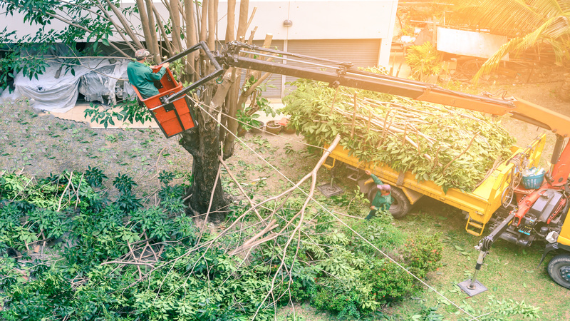 What Are Your Needs for Tree Care in Honolulu, HI?