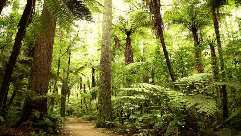 An Experienced Tree Company Can Efficiently Remove Trees from Your Peachtree City, GA Property