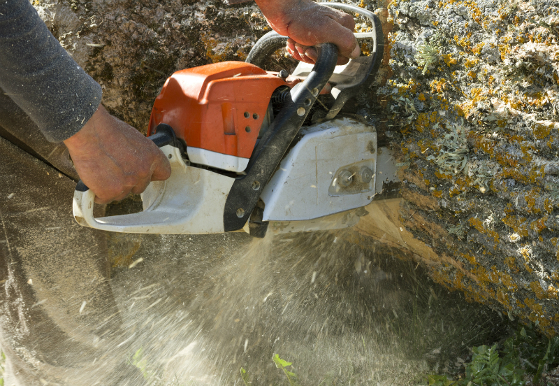 Cut the Trees and Cover the Pool: 3 Tips for a Safer Backyard