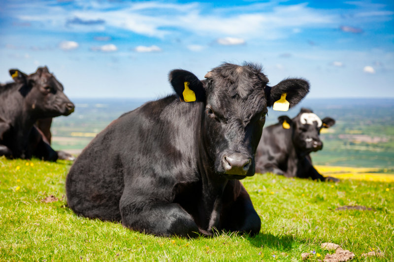 3 Things You Should Consider When Searching Angus Bulls for Sale