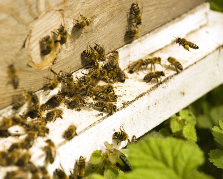 Ridding Your Home of Pests With the Help of a Columbia Technician