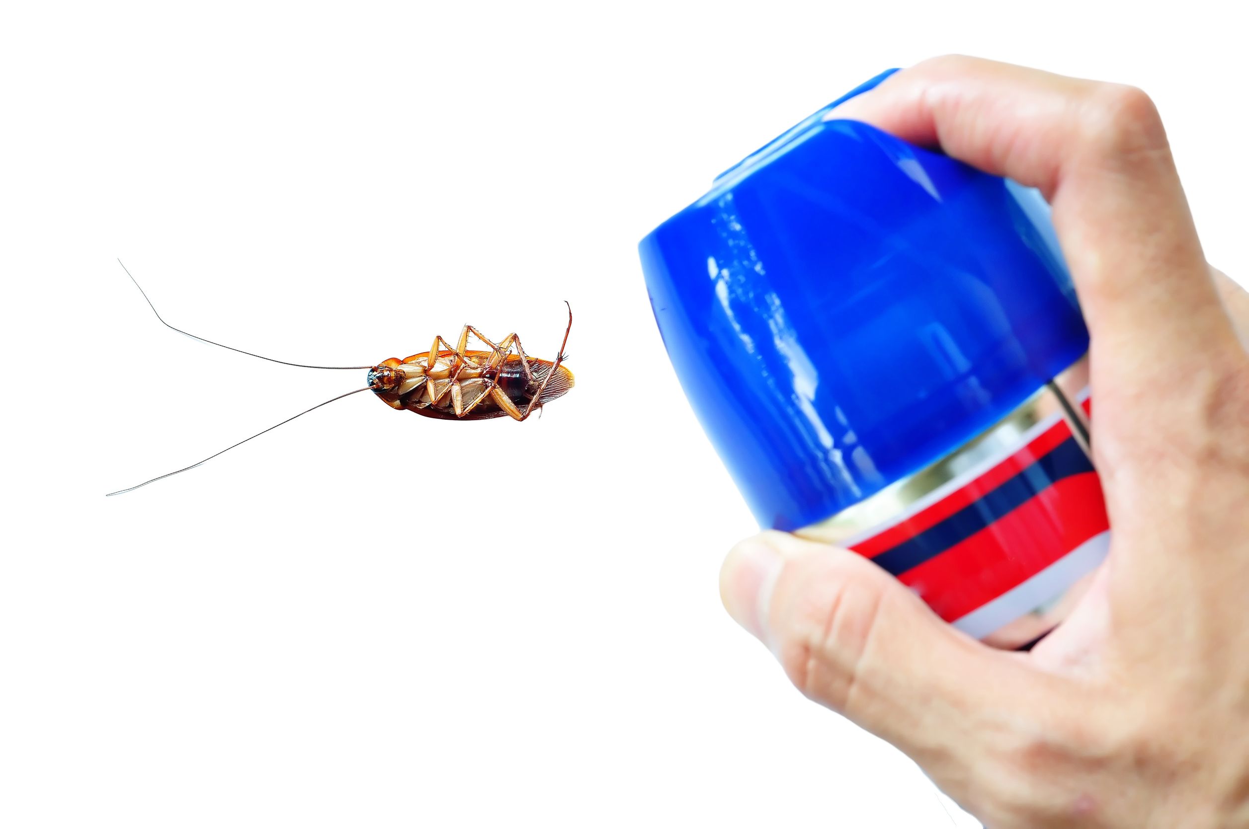 The Benefits of Hiring a Cockroach Exterminator in Des Moines IA