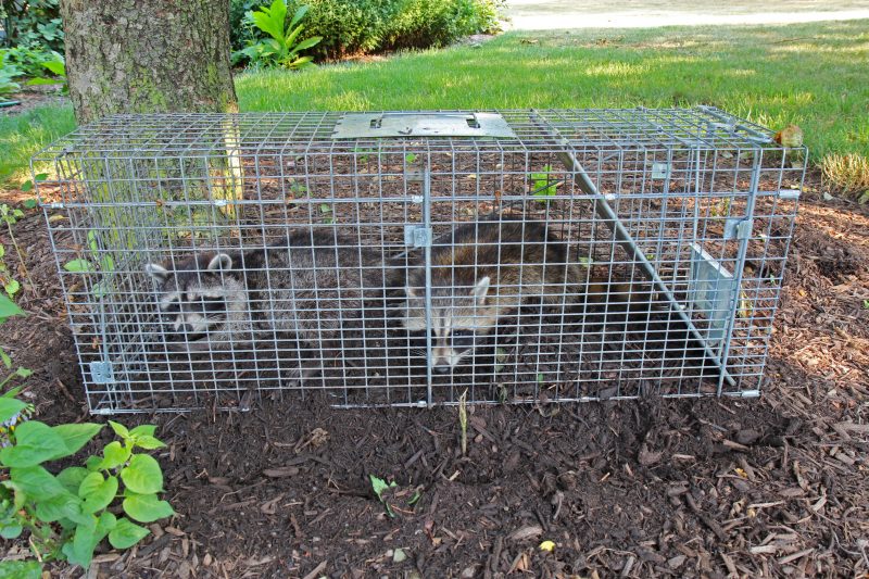 Why You Should Hire an Animal Removal Service in Jackson, NJ
