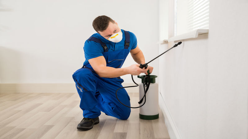 Keep Bugs & Rodents Away with Tips from a Local Exterminator in Rockford