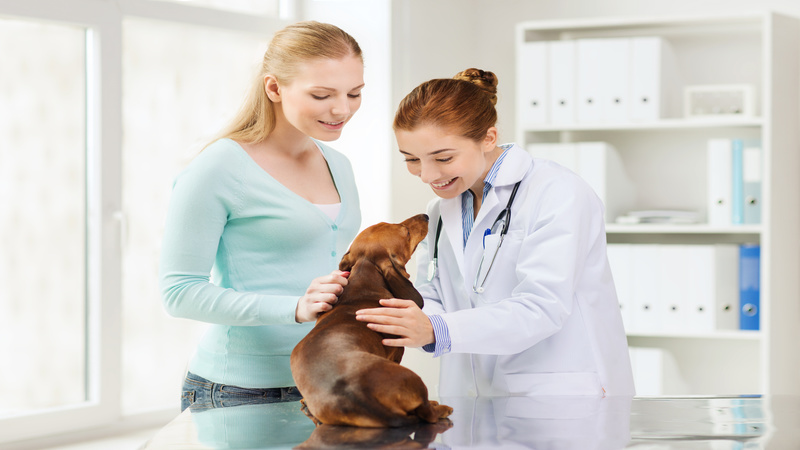 What to Expect During Canine Cruciate Ligament Surgery Recovery at Home