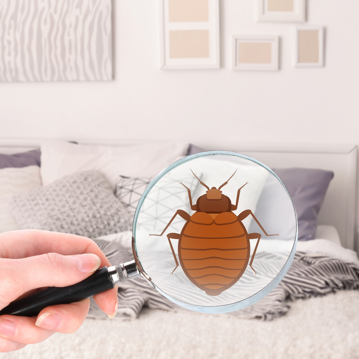 Smart & Effective Tips from a Seasoned Bed Bug Exterminator in Salem, OR