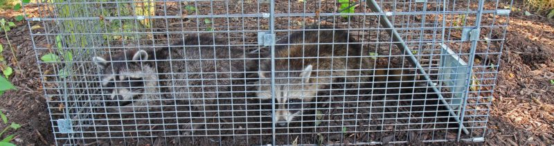 Be prepared when you need animal removal in Middletown NJ