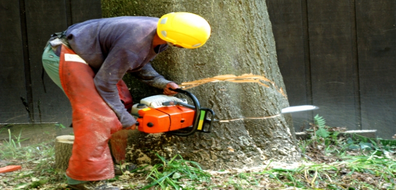 Hire a Professional for Tree Preservation in Fort Myers FL