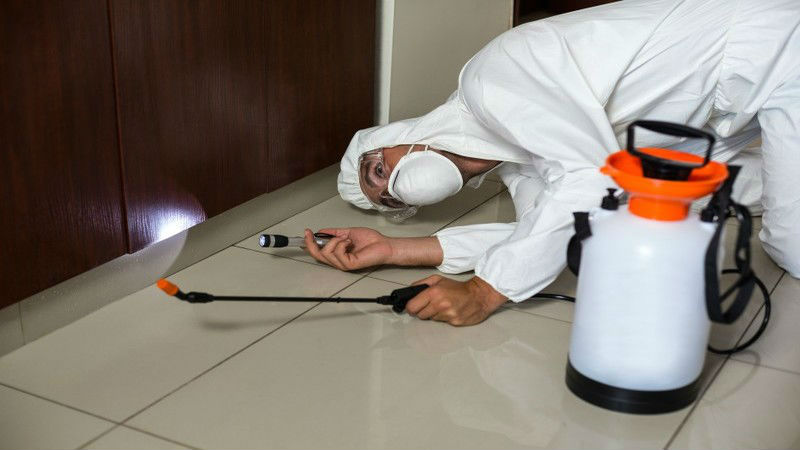 Eliminate Pesky Roaches Using a Superior Roach Exterminator in Cabot Ar