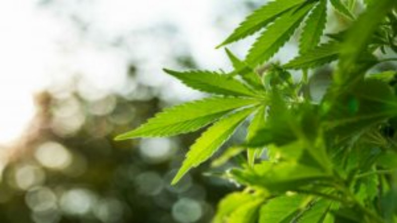 CBD Can Help Your Pet Live a Healthier and Happier Life