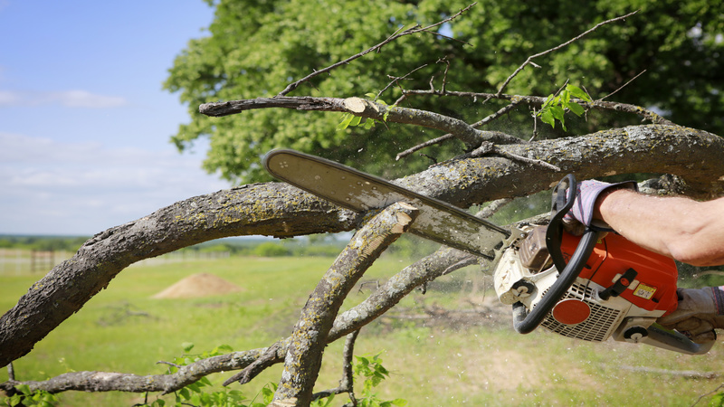 4 Benefits of Hiring Professional Tree Services in Fayetteville GA