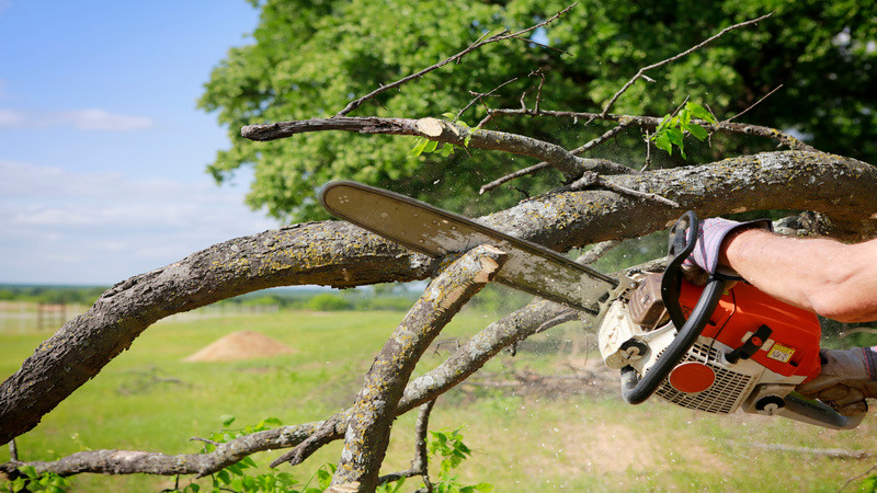 Why You Need Stump Grinding in Peachtree City, GA