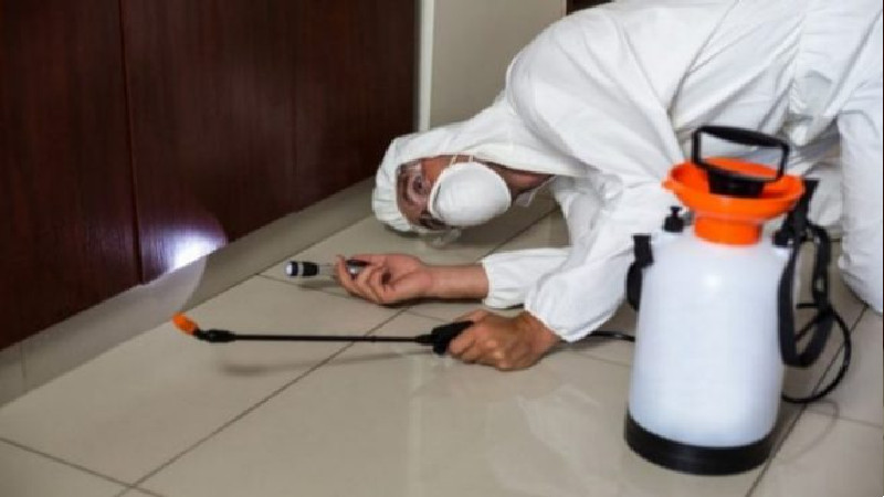 What Kinds of Problems Does a Professional in Residential Pest Control in Peachtree City GA Help to Solve?