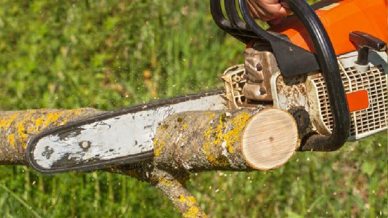 Hire the Tree Company in Atlanta GA for Tree Trimming