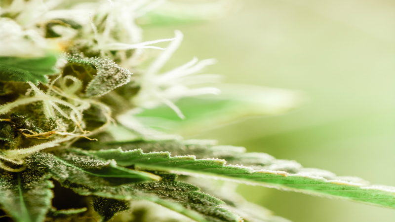Why Is Buying Dab Pens for Sale in Massachusetts a Good Investment?