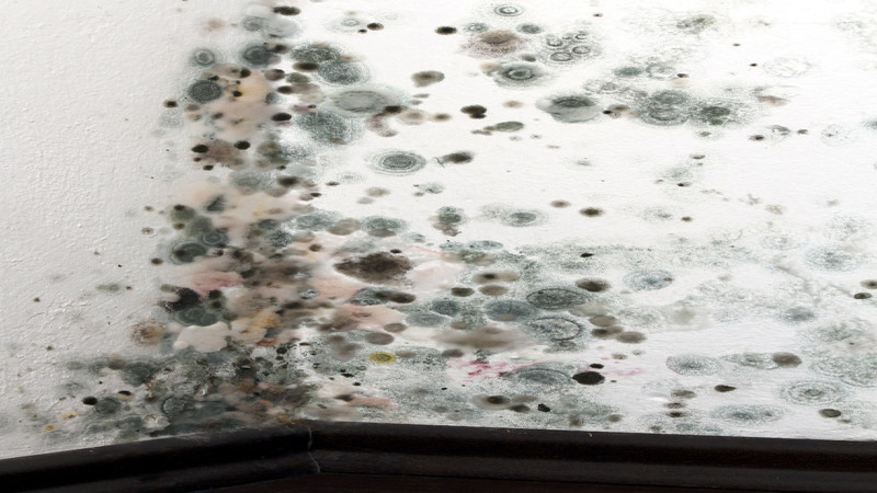 Combating Mold Problems: Mold Removal in Atlanta, GA