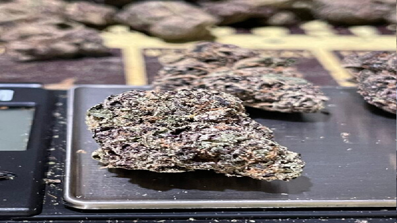 Finding the Best Bud in NYC