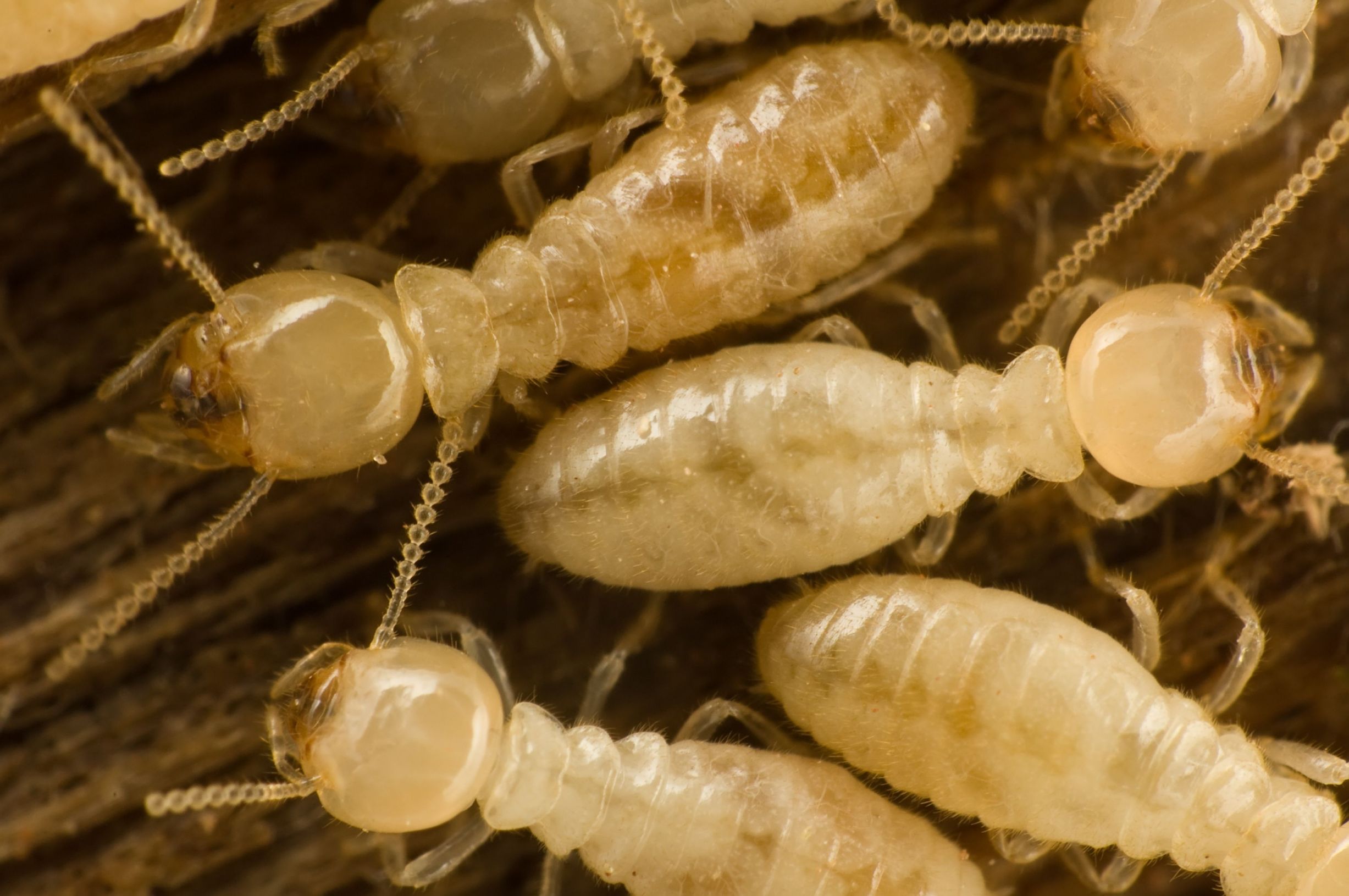 Advantages and Disadvantages Of Using Exterminating Services in Virginia Beach VA