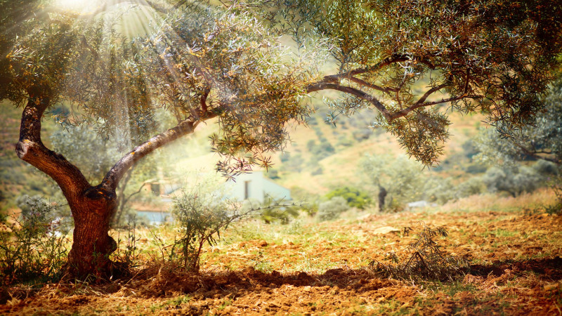 Signs You Need Tree Removal Assistance at Your Home in Florida
