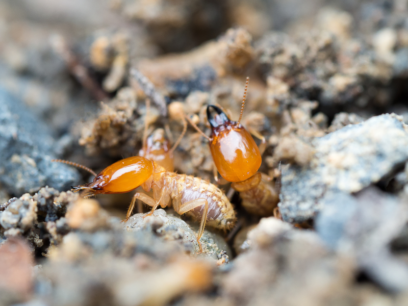 Break the Mold – Be One Step Ahead of Pests in NJ with Termite Control