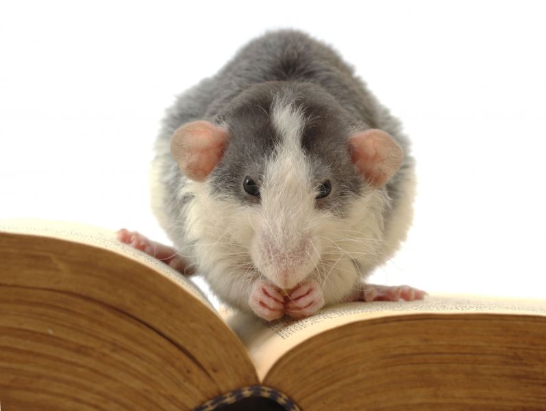 Rat Control in Wellington Are Customize to the Residence