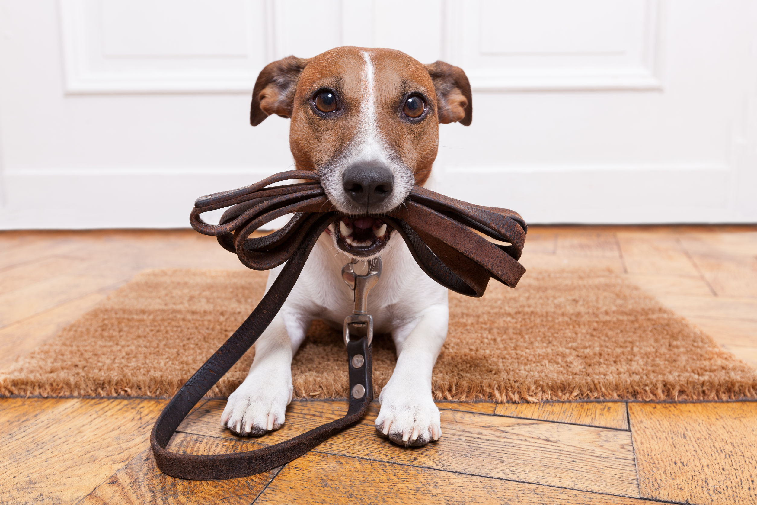 Good Veterinarians in Louisville, KY, Are Easy to Find