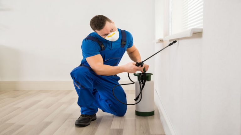 Recognizing Termite Types And Termite Treatment Options