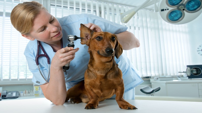When to See a Dog Cardiologist in Sarasota, FL