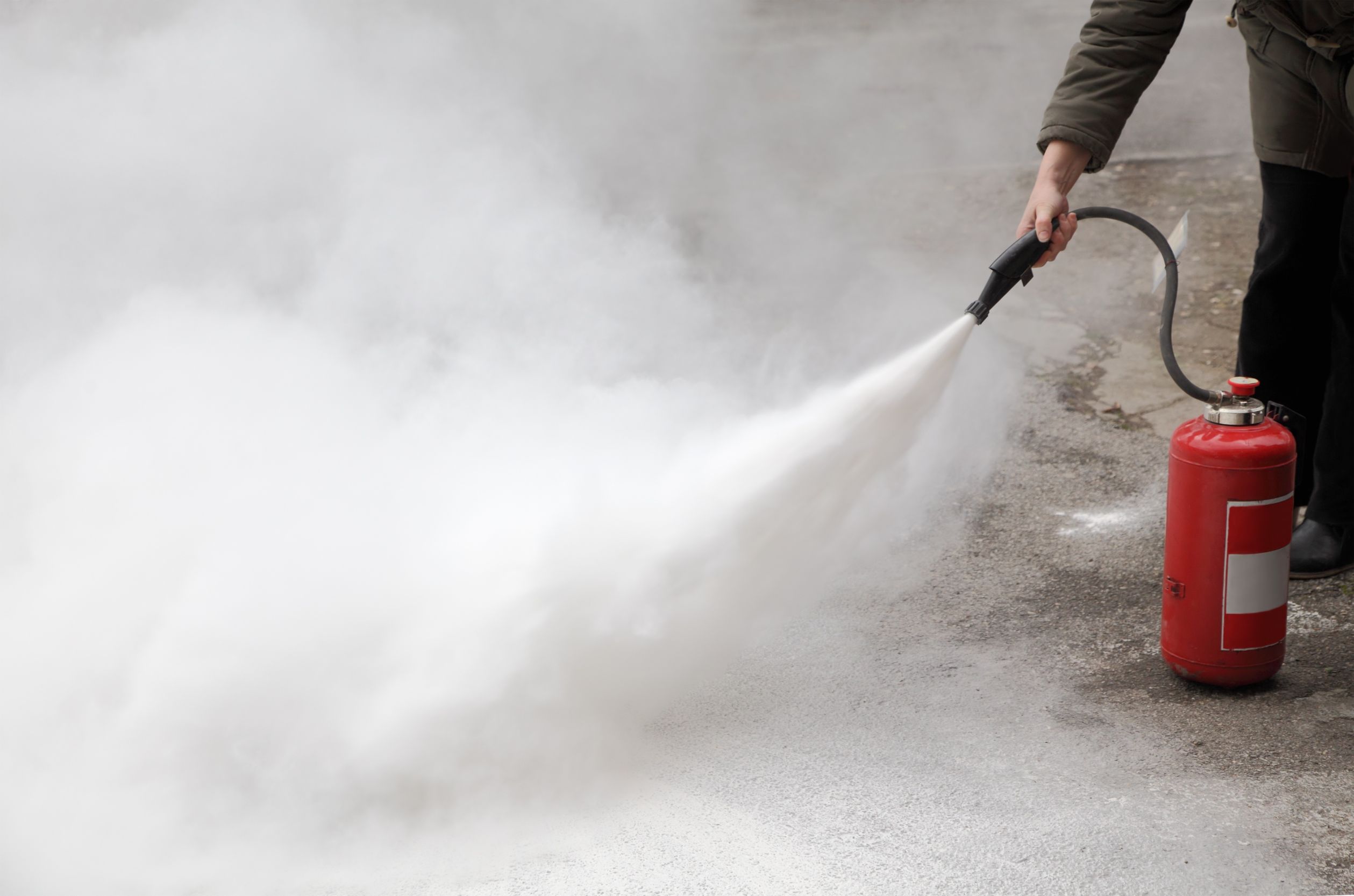 You Need a Dedicated Business to Help You with Skunk Removal in Westfield, MA