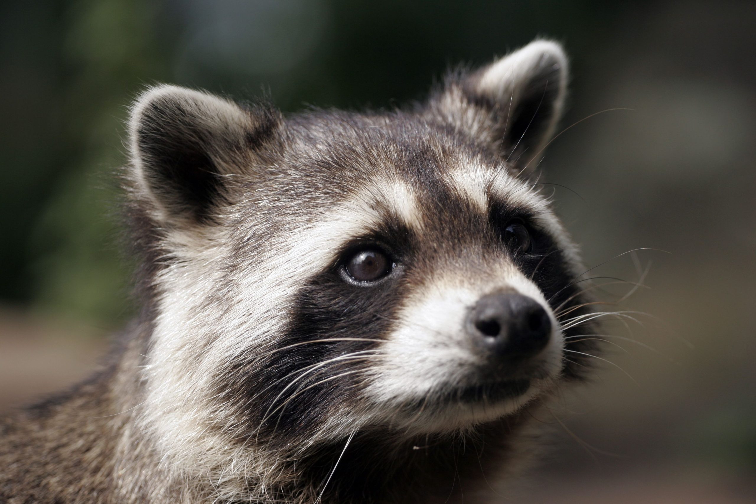 When Looking for a Raccoon Removal Company in Wildwood, MO, Remember That Experience Matters