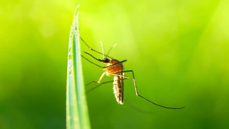 Getting Help with Mosquito Control in Prospect, KY, Will Make it Easier to Enjoy Your Ya