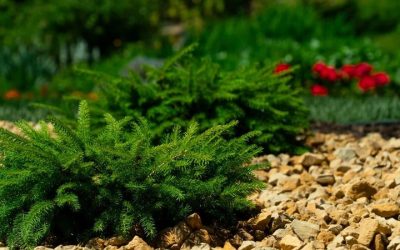 Achieving Your Dream Outdoor Oasis with Landscape Design Build in Woodbury, MN