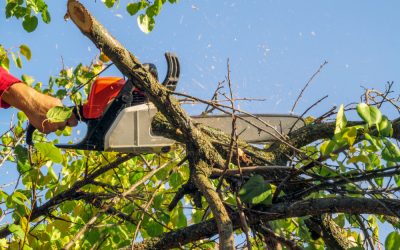 How Tree Maintenance Services Arlington TX Keep Your Yard Safe and Healthy Year-Round