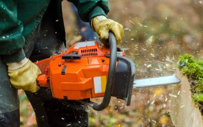 Improve Curb Appeal With Tree Service Woodbury MN for Healthy and Beautiful Landscapes