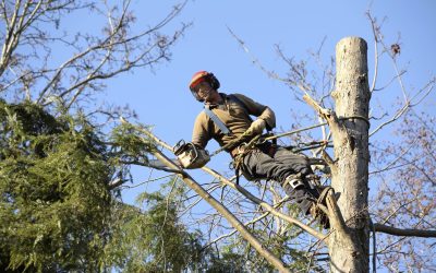Essential Safety Tips When Scheduling Tree Removal Services in Culpeper, VA Services