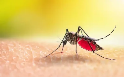 Enjoy a Summer Without Mosquitoes with Mosquito Treatment Shelbyville, KY Residents Trust