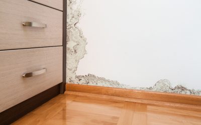 Gain Peace of Mind Through Professional Mold Removal Jacksonville FL Treatments