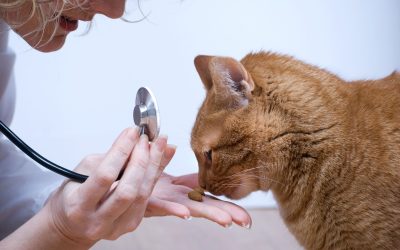 Benefits Cat Clinic Lenexa KS Provides for a Healthier Happier Feline