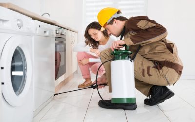 Keep Your Family Safe With DIY Home Pest Control Saint John Solutions That Work
