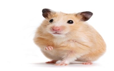 Effective ways to use rodents pest control Charlottesville VA for a safer home environment