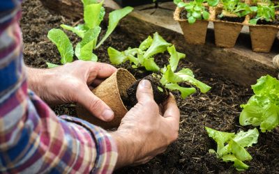 Why Quality Nursery Stock MN Makes Lawn Projects More Successful